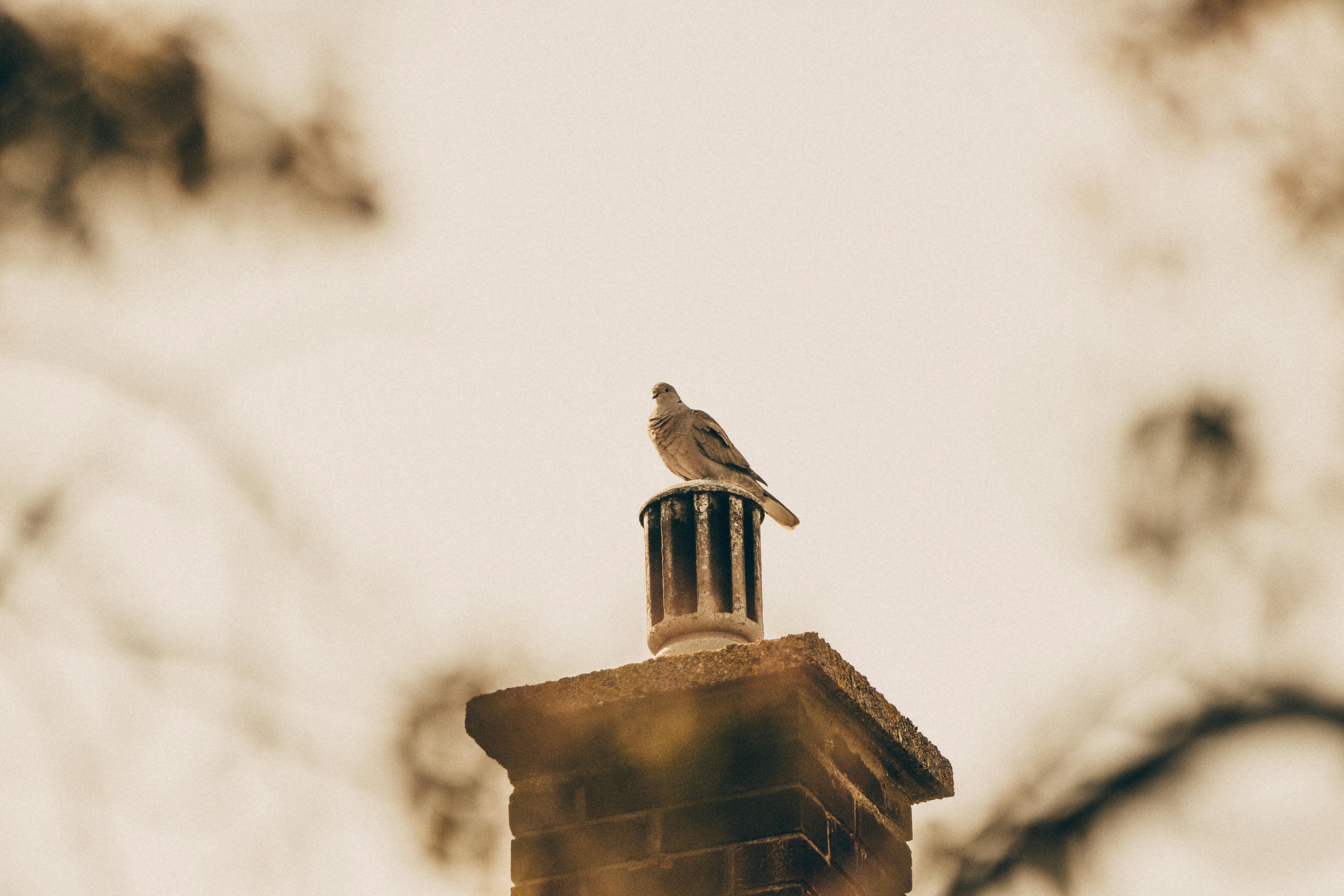 Professional Chimney Cap and Damper In Elkridge Maryland